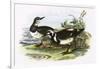 Turnstone-English-Framed Giclee Print