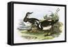 Turnstone-English-Framed Stretched Canvas