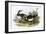 Turnstone-English-Framed Giclee Print