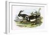 Turnstone-English-Framed Giclee Print