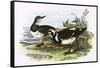 Turnstone-English-Framed Stretched Canvas
