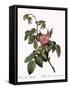 Turpentine Rose-Pierre Joseph Redoute-Framed Stretched Canvas