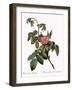 Turpentine Rose-Pierre Joseph Redoute-Framed Giclee Print