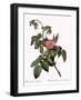 Turpentine Rose-Pierre Joseph Redoute-Framed Giclee Print