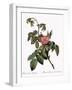 Turpentine Rose-Pierre Joseph Redoute-Framed Giclee Print