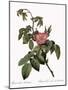 Turpentine Rose-Pierre Joseph Redoute-Mounted Giclee Print