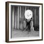 Turpentine Worker, 1937-Science Source-Framed Giclee Print