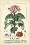 Botanique Study in Pink I-Turpin-Art Print