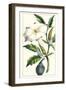 Turpin Exotic Botanical I-Turpin-Framed Art Print