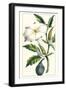 Turpin Exotic Botanical I-Turpin-Framed Art Print