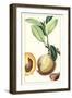 Turpin Exotic Botanical II-Turpin-Framed Art Print