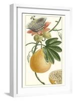 Turpin Exotic Botanical III-Turpin-Framed Art Print
