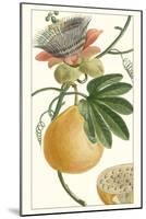 Turpin Exotic Botanical III-Turpin-Mounted Art Print