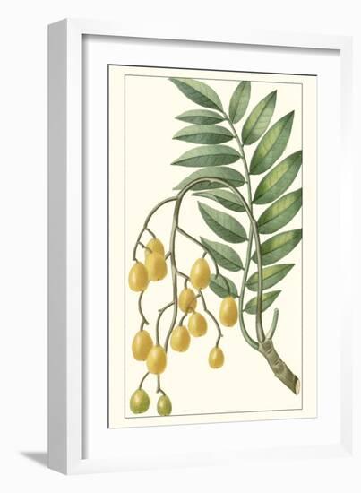 Turpin Exotic Botanical IX-Turpin-Framed Art Print