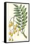 Turpin Exotic Botanical IX-Turpin-Framed Stretched Canvas