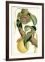 Turpin Exotic Botanical VII-Turpin-Framed Art Print