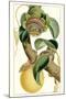 Turpin Exotic Botanical VII-Turpin-Mounted Art Print