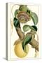 Turpin Exotic Botanical VII-Turpin-Stretched Canvas