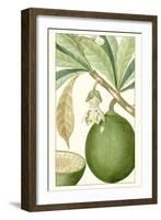 Turpin Exotic Botanical VIII-Turpin-Framed Art Print