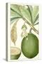 Turpin Exotic Botanical VIII-Turpin-Stretched Canvas