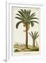 Turpin Exotic Palms IV-null-Framed Art Print