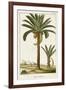 Turpin Exotic Palms IV-null-Framed Art Print