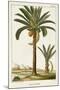 Turpin Exotic Palms IV-null-Mounted Art Print