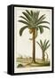 Turpin Exotic Palms IV-null-Framed Stretched Canvas