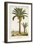 Turpin Exotic Palms IV-null-Framed Art Print