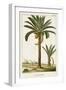 Turpin Exotic Palms IV-null-Framed Art Print