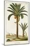 Turpin Exotic Palms IV-null-Mounted Art Print