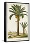 Turpin Exotic Palms IV-null-Framed Stretched Canvas