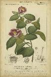 Botanique Study in Pink III-Turpin-Art Print