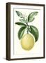 Turpin Fruit I-null-Framed Art Print