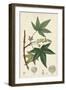 Turpin Maple Tree-Turpin-Framed Art Print