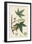 Turpin Maple Tree-Turpin-Framed Art Print