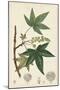 Turpin Maple Tree-Turpin-Mounted Art Print