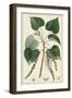 Turpin Poplar Tree-Turpin-Framed Art Print