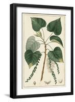 Turpin Poplar Tree-Turpin-Framed Art Print