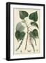 Turpin Poplar Tree-Turpin-Framed Art Print