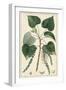 Turpin Poplar Tree-Turpin-Framed Art Print