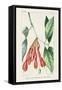 Turpin Tropical Botanicals I-Turpin-Framed Stretched Canvas