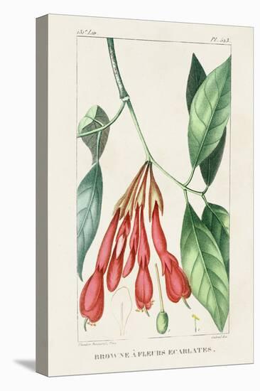 Turpin Tropical Botanicals I-Turpin-Stretched Canvas