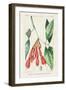 Turpin Tropical Botanicals I-Turpin-Framed Art Print