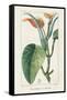 Turpin Tropical Botanicals II-Turpin-Framed Stretched Canvas