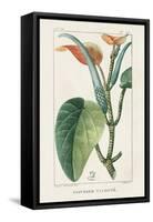 Turpin Tropical Botanicals II-Turpin-Framed Stretched Canvas