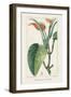 Turpin Tropical Botanicals II-Turpin-Framed Art Print