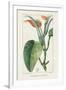 Turpin Tropical Botanicals II-Turpin-Framed Art Print