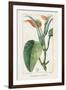 Turpin Tropical Botanicals II-Turpin-Framed Art Print