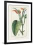 Turpin Tropical Botanicals II-Turpin-Framed Art Print